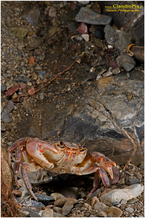 Potamon fluviatile, granchio d'acqua dolce, fresh water crab, fotografia, val di vara